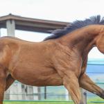 LOTE 029 - TORNADO ONE GUN