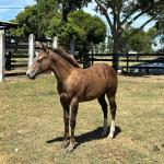 LOTE 017 - LIZ HICKORY DPLC