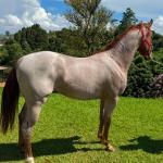 LOTE 012 - ODIN MOON FLY