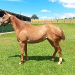 LOTE 004 - CANDY HICKORY DHL