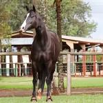 LOTE 001 - AMERY SHOW