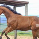 LOTE 029 - TORNADO ONE GUN