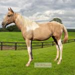 LOTE 009 - EMILY