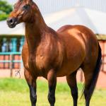 LOTE -100 - TAPOCRAT - Coberturas