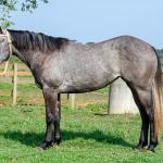 LOTE 007 - ALMA BEST GUN