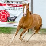 LOTE 015 - APACHE ESM DA PPMP