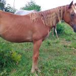 LOTE 017 - CANELA