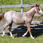 LOTE 009 - WHIZ LITTLE CHOICE