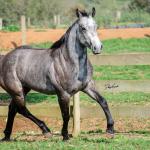 LOTE 007 - ALMA BEST GUN