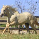 LOTE 007 - VERMONT WOOD PLL