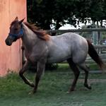 LOTE 009 - PRINCESS JAY KEYS