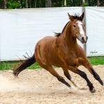 LOTE 014 - BONECA ESM DA PPMP