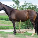 LOTE 002 - INQUIETA 1514E MAUFER (2x1)