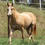 LOTE 006 - IVANA JET