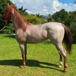 LOTE 012 - ODIN MOON FLY