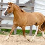 LOTE 015 - APACHE ESM DA PPMP