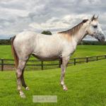 LOTE 012 - MELINA