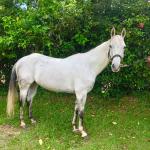 LOTE 013 - DASHIN GOOD