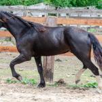 LOTE 019 - CACIQUE ESM DA PPMP