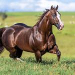 LOTE -200 - LITTLE JAZZAREY (Coberturas)