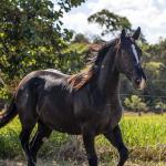 LOTE 001 - PEPPY LENA CODY