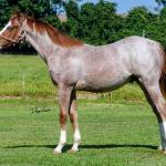 LOTE 009 - WHIZ LITTLE CHOICE
