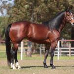 LOTE -300 - BRUBAKER TA FAME - Coberturas