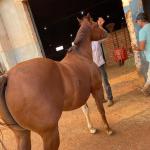 LOTE 005 - SANJOS MEDADAS ME
