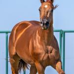 LOTE 001 - KIARA SHINERS