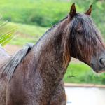 LOTE -100 - CAMPONES ESM DA PPMP (Coberturas)