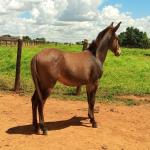 LOTE 021 - CONHAQUE