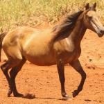 LOTE 007 - VERONICA CHICK OLENA