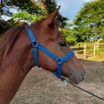 LOTE 012 - KING ROOSTER OLENA