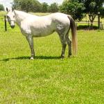 LOTE 001 - PEP GRAY DUAL