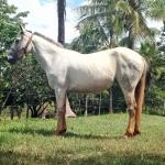 LOTE 016 - PEPITA TROUBLE JAY