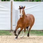 LOTE 010 - AMULETO ESM DA PPMP