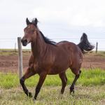 LOTE 007 - SMARV BEE CODY