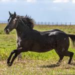 LOTE 001 - PEPPY LENA CODY