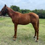 LOTE 007 - REY MAGIC ABRA CI