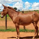 LOTE 017 - APACHE