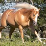 LOTE 010 - BIG SHINER