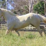 LOTE 007 - VERMONT WOOD PLL