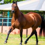 LOTE -100 - TAPOCRAT - Coberturas