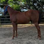 LOTE 012 - KING ROOSTER OLENA