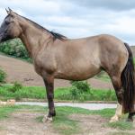 LOTE 001 - LUNA DO PPMP (2x1)