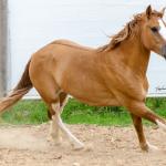 LOTE 015 - APACHE ESM DA PPMP