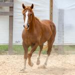 LOTE 018 - FANTASMA ESM DA PPMP