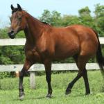 LOTE 019 - SHOW PEP AD