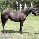LOTE 006 - REY QUESTION