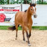 LOTE 012 - AURORA ESM DA PPMP